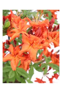 Azalea Mollis Hotspur Red v30 egarden.store 2 Azalea Mollis Hotspur Red