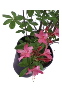 Azalea Mollis Jolie Madame v30 egarden.store online