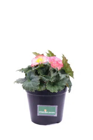 Begonia Tuberosa Rosa v14 egarden.store online