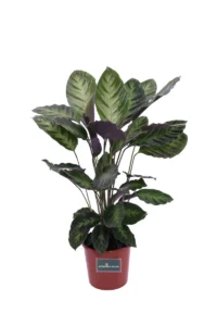 Calathea Louisae v17 egarden.store online