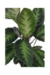 Calathea Louisae v17 egarden.store online