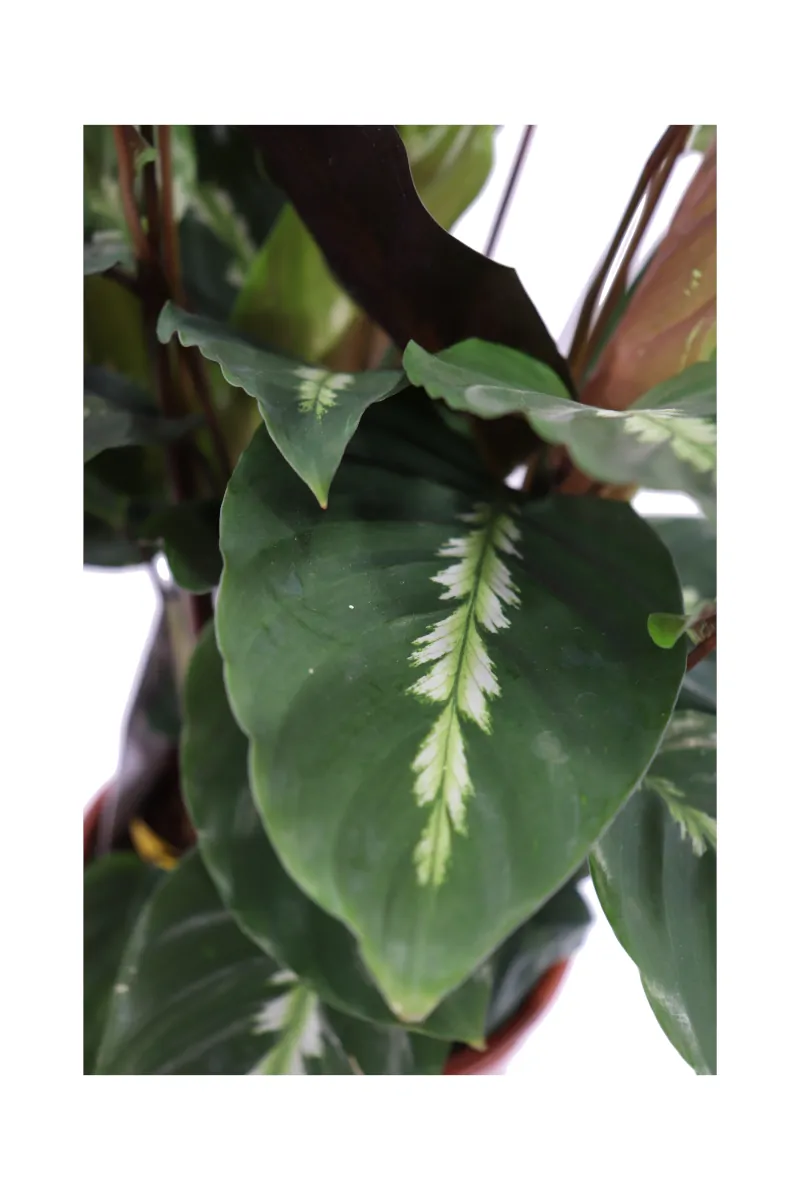 Calathea Undulata Maui Queen v17 egarden.store online