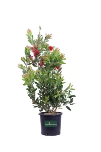 Callistemon Citrinus Splendens v17 egarden.store online