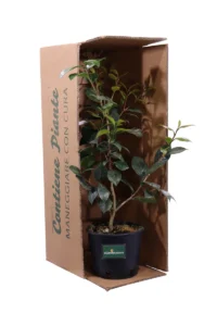 Camelia Japonica - Gwenneth Morey v18 egarden.store online