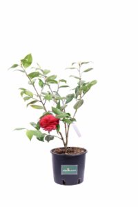 Camelia Japonica - Mathotiana v18 egarden.store online