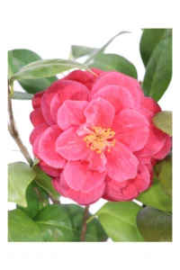 Camelia Japonica - Mathotiana