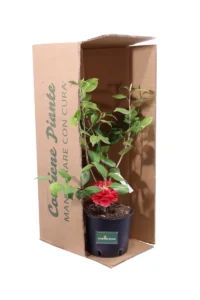 Camelia Japonica - Mathotiana v18 egarden.store online