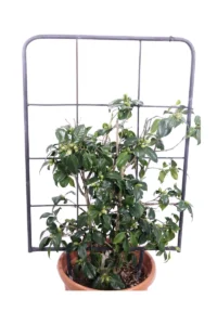 Camelia Japonica Miyako Dori Spalliera v40 egarden.store 2 Camelia Japonica Miyako Dori Spalliera