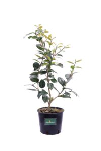 Camelia Japonica - San Dimas v18 egarden.store online