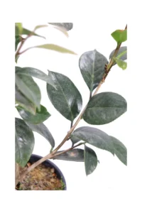 Camelia Japonica - San Dimas v18 egarden.store 3