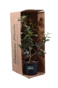 Camelia Japonica - San Dimas