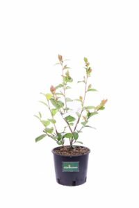 Camelia Sasanqua - Bonanza v18 egarden.store online