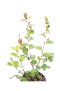 Camelia Sasanqua - Bonanza v18 egarden.store online