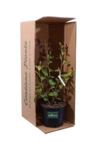 Camelia Sasanqua - Bonanza v18 egarden.store online