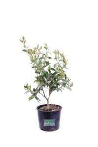 Camelia Sasanqua - Hino De Gumo v18 egarden.store online