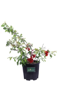 Chaenomeles Superba Crimson And Gold v18 egarden.store online