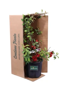 Chaenomeles Superba Crimson And Gold