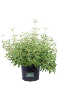 Cistus Purpureus Alan Fradd v24 egarden.store online