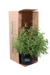 Cistus Purpureus Alan Fradd v24 egarden.store online