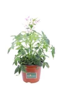 Cleome Rosa v14 egarden.store online