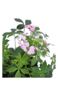 Cleome Rosa v14 egarden.store online