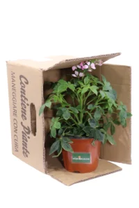 Cleome Rosa v14 egarden.store online