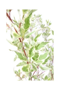 Cornus Alba Elegantissima v24 egarden.store online
