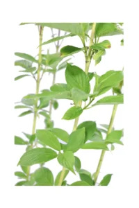 Cornus Stolonifera Flaviramea