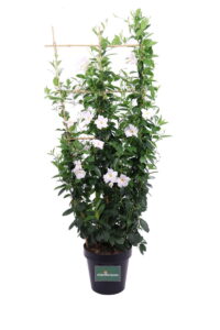 Dipladenia Sanderi Spalliera Bianca v30 egarden.store online