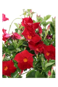 Dipladenia Sanderi Spalliera Rossa v30 egarden.store 2 Dipladenia Sanderi Spalliera Rossa v30 egarden.store online