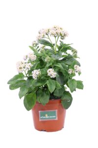 Eliotropio Fior Di Vaniglia Bianco v14 egarden.store online