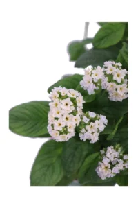 Eliotropio Fior Di Vaniglia Bianco - Heliotropium Arborescens
