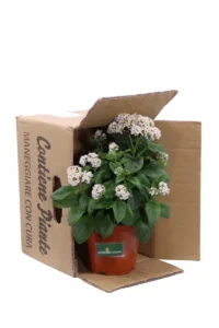 Eliotropio Fior Di Vaniglia Bianco v14 egarden.store online