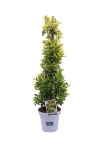 Euonymus Japonicus Aureus v23 egarden.store online