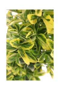 Euonymus Japonicus Aureus v23 egarden.store online