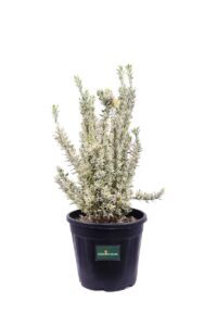 Euonymus Japonicus White Spire v24 egarden.store online