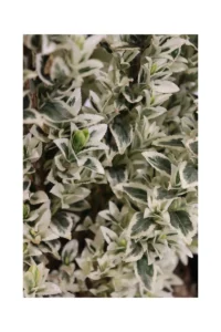 Euonymus Japonicus White Spire