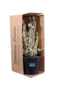 Euonymus Japonicus White Spire v24 egarden.store online