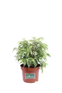 Ficus Kinky v12 egarden.store online