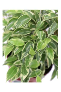 Ficus Kinky v12 egarden.store online