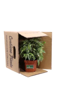 Ficus Benjamina Kinky