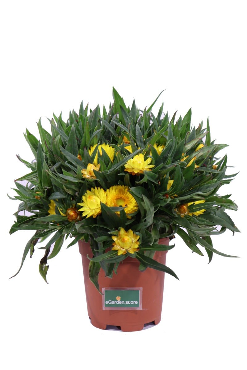 Fiore Di Carta Giallo - Helichrysum Bracteatum - Vivaio eGarden