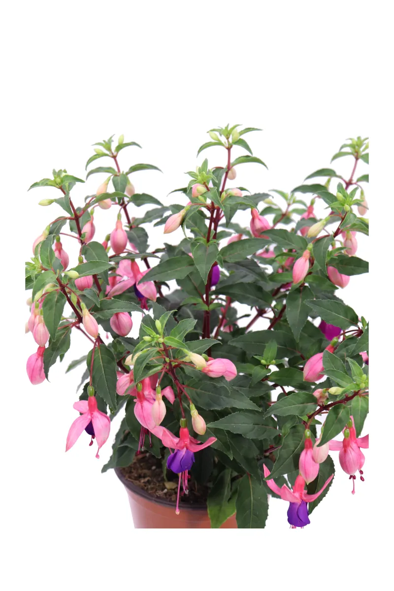 Fuchsia Rosa-Viola v.14 egarden.store online