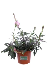 Gaura Lindheimeri Variegata v14 egarden.strore online