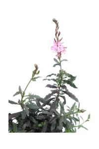 Gaura Lindheimeri Variegata v14 egarden.strore online