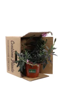 Gaura Lindheimeri Variegata v14 egarden.strore online