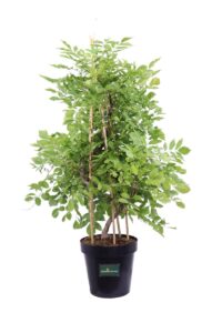 Glicine Piramide v23 egarden.store online