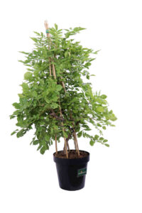 Glicine Piramide v23 egarden.store online