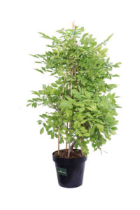 Glicine Piramide v23 egarden.store online