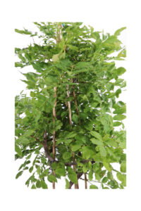 Glicine Piramide v23 egarden.store online